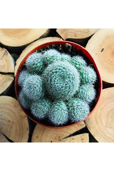 ozen cicekcilik echinopsis subdenudata beyaz pamuk benekli top kaktus fiyati yorumlari trendyol ozen cicekcilik echinopsis subdenudata beyaz pamuk benekli top kaktus fiyati yorumlari trendyol