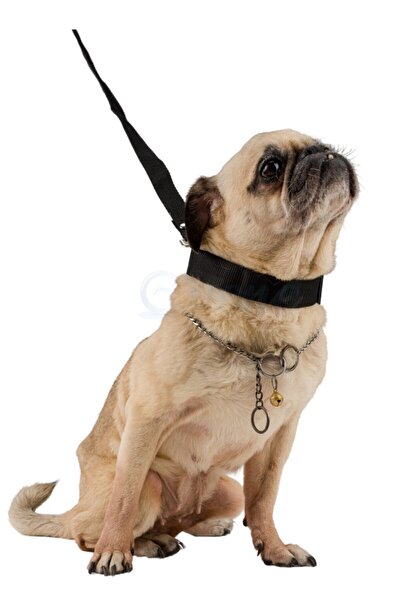 Bilzz Kopek Gezdirme Tasmasi Otomatik Makarali 3 Metre Kopek Kayisi Yurutme Tasma Fiyati Yorumlari Trendyol