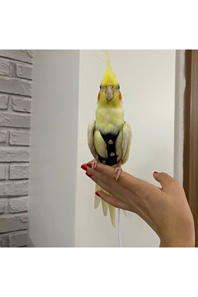 Sultan Papağanı Tasması