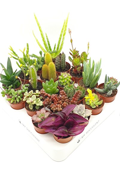 20 Farklı Çeşit Sukulent ve Kaktüs Karışık Mix, Set Bitki, Cactus succulent 20'li