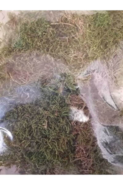 ender peyzaj dogal kara yosunu terraryum minyatur bahce ve aranjmanlar icin fiyati yorumlari trendyol