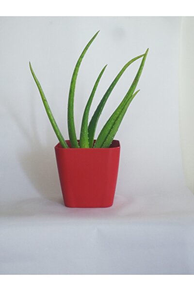 Aloe Vera , Şifalı Bitki, Sarı Sabır 30-40 Cm Saksısız Fidan
