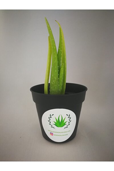 Aloe Vera Fidan 15-20 Cm -sarı Sabır- Şifalı Bitki Fidanı Saksısız