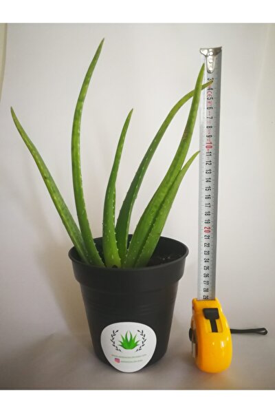 Aloe Vera -sarı Sabır -sifalı Bitki-20-30 Cm- Saksısız