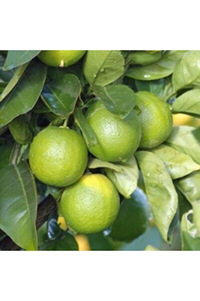 berke fidancilik 2 yas asili tahiti lime yesil limon fidani torbada fiyati yorumlari trendyol