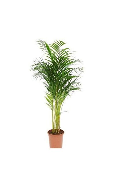 salonbitkileri areka salon palmiyesi cicegi ev ofis salon bitkisi areca 50cm fiyati yorumlari trendyol
